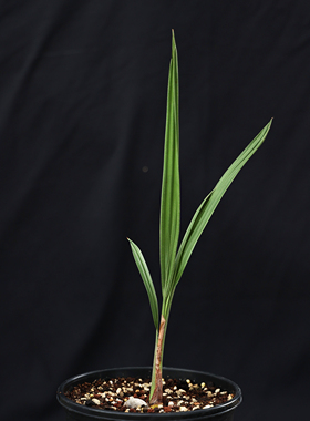 【朴原】蓝智利椰 Jubaea chilensis 'Blue' 观赏盆栽绿植棕榈