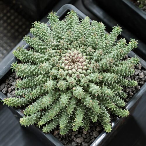 章鱼大戟珍奇块根多肉观赏植物