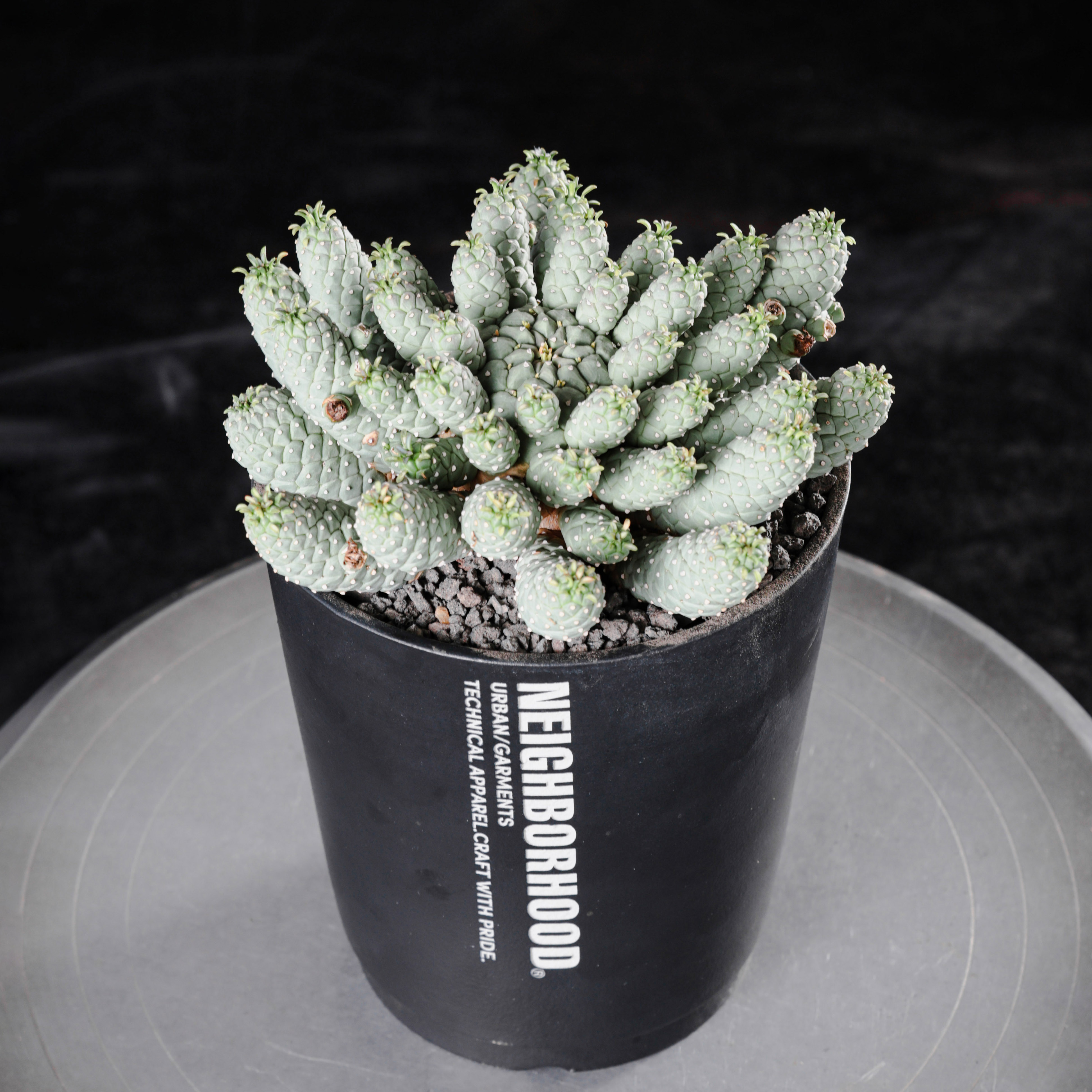 【朴原】宝蓝玉大戟/拉米兰斯大戟 Euphorbia ramiglans 珍奇块根