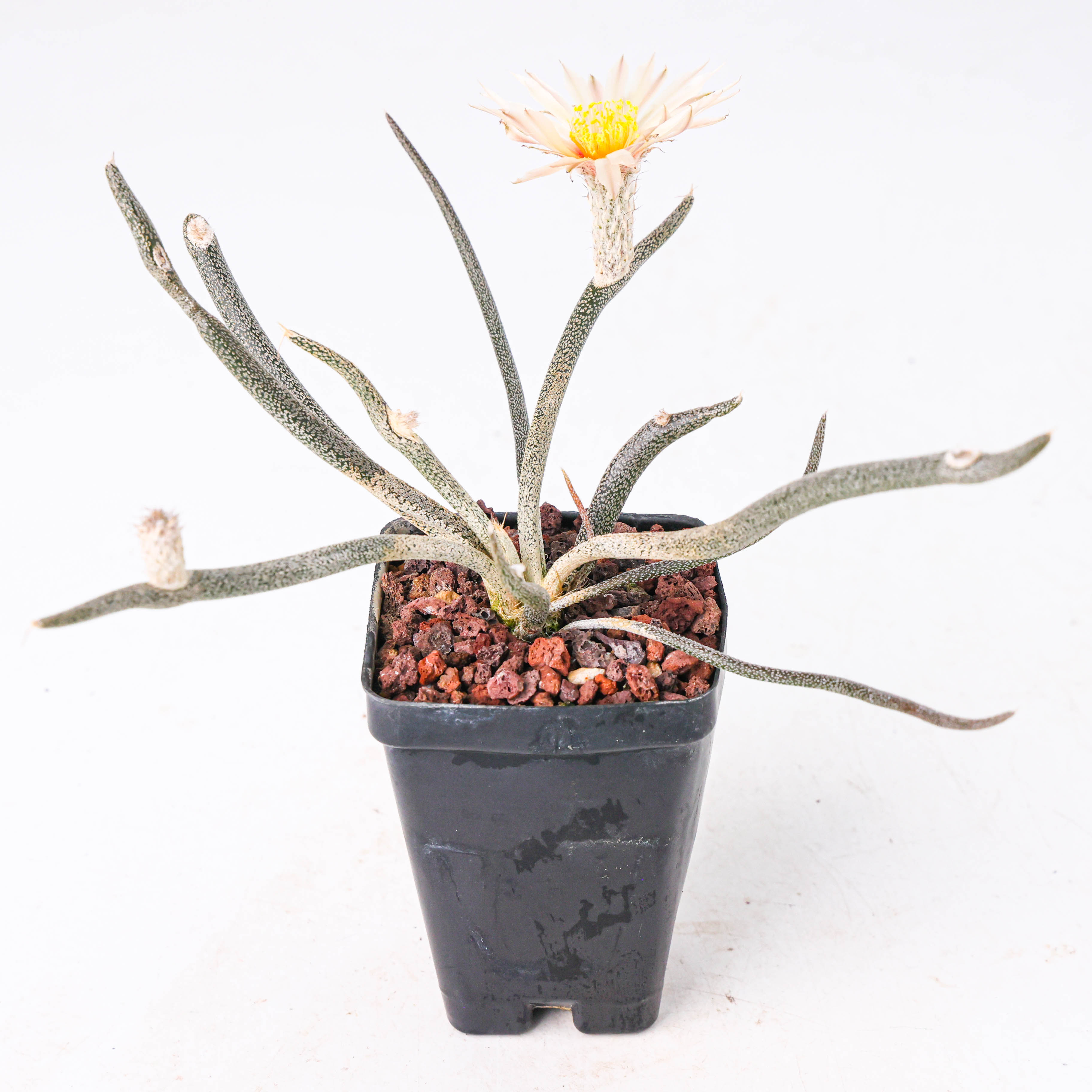 【朴原】美杜莎星球 Astrophytum caput-medusae 仙人球盆栽绿植