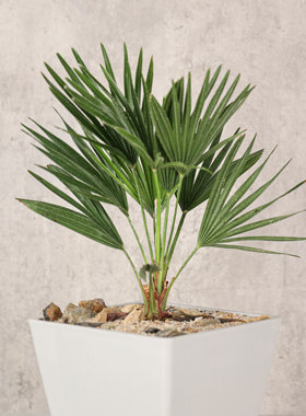 【朴原】火山岛棕 Chamaerops humilis 'Vulcano'