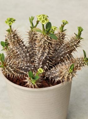 【朴原】超级念珠大戟Euphorbia parvimedusae hybrid 多肉绿植