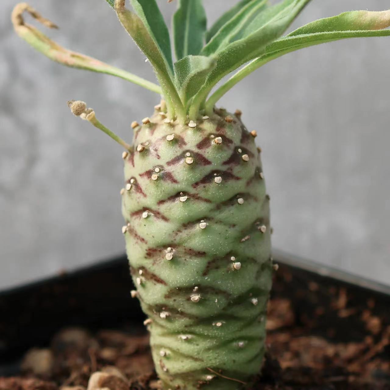 实生波叶大戟东非大戟多肉植物