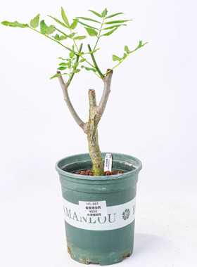 【朴原】曼查德没药 Commiphora marchandii  珍奇块根盆景绿植