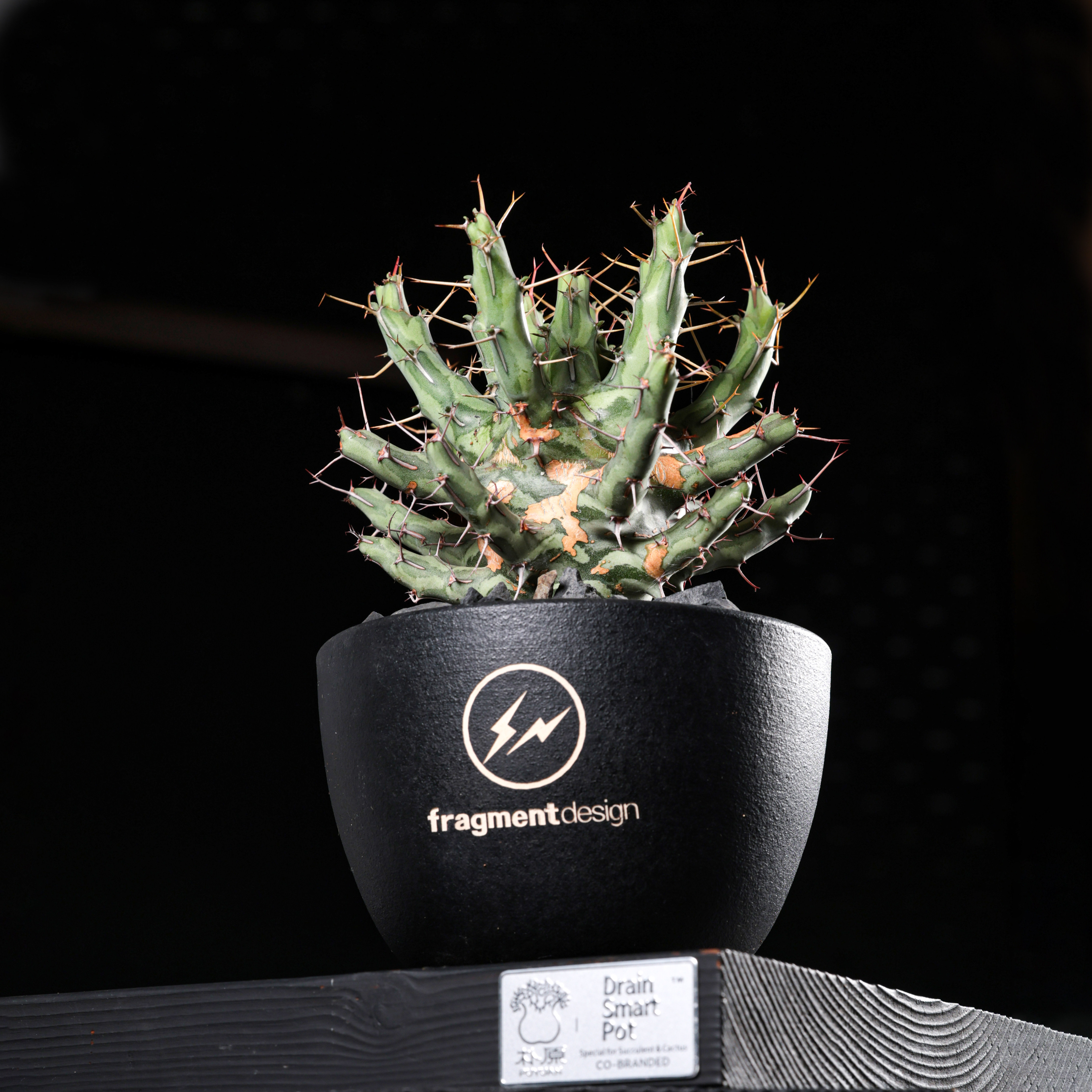 【朴原】鱼叉大戟 Euphorbia schizacantha 潮流块根绿植多肉盆栽