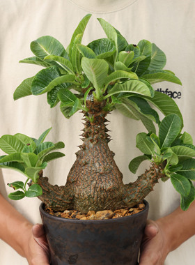 【朴原】温莎瓶干P.baronii var.windsorii红花潮流块根盆栽棒槌