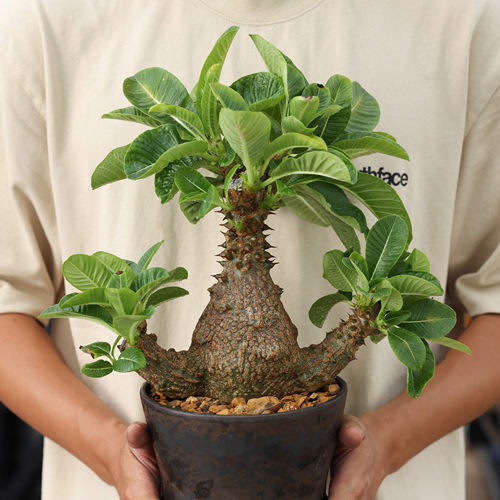 温莎瓶干红花块根潮盆栽绿植棒槌