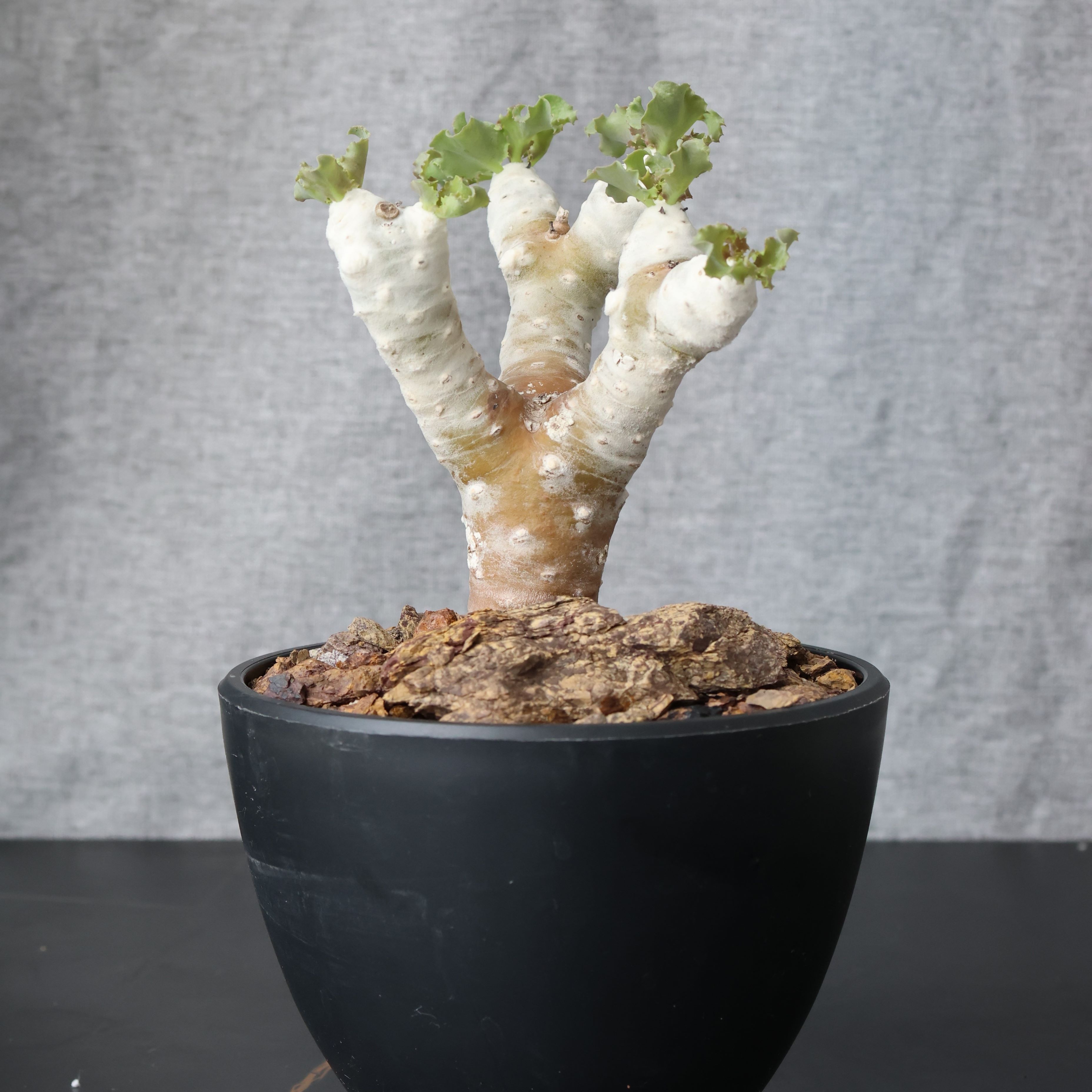 雪露厚墩菊好养块根多肉盆栽