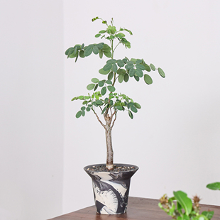 【朴原】普米拉凤凰木 Delonix pumila 珍奇块根盆景耐养观赏绿植