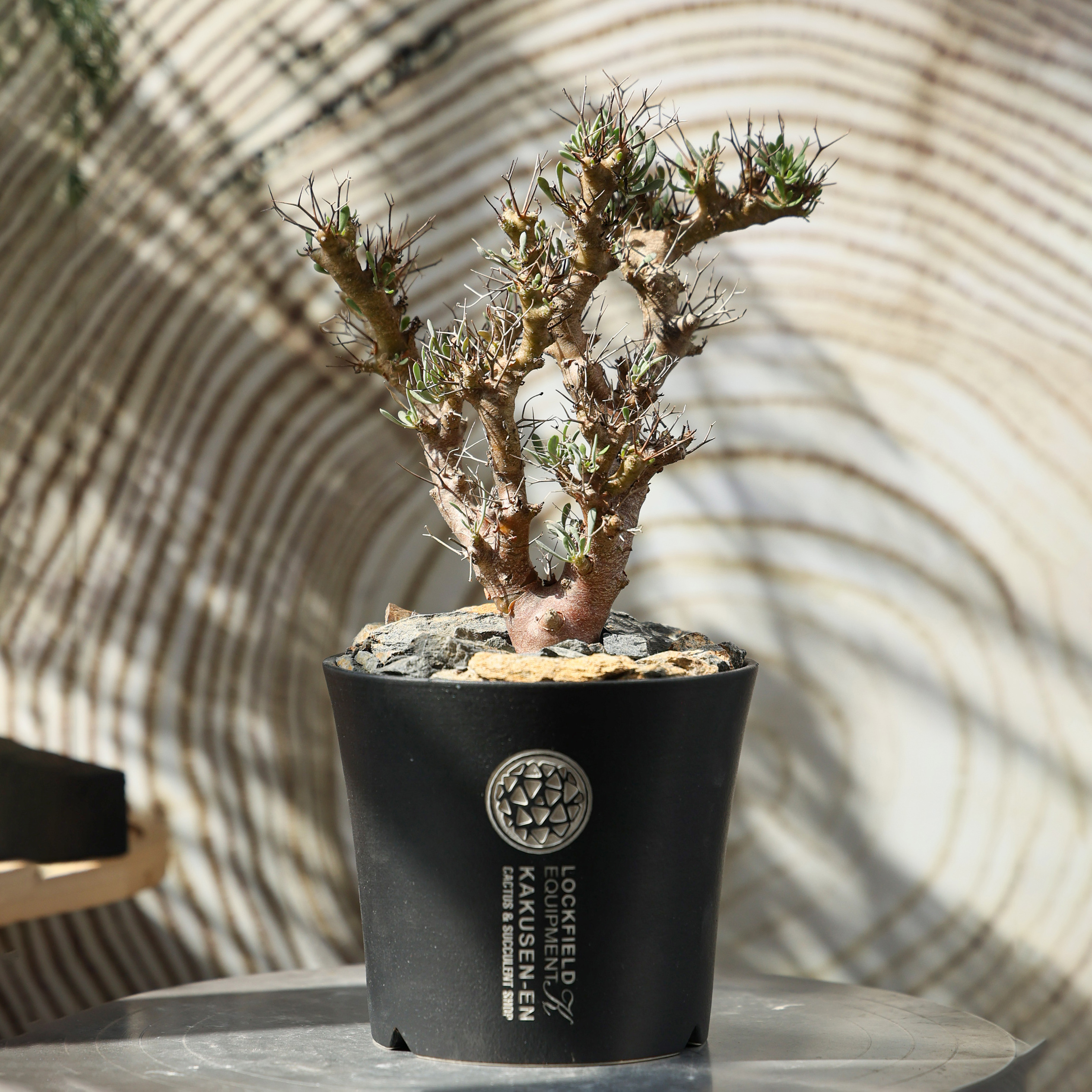 实生黑鬼殿厚敦菊珍奇植物块根