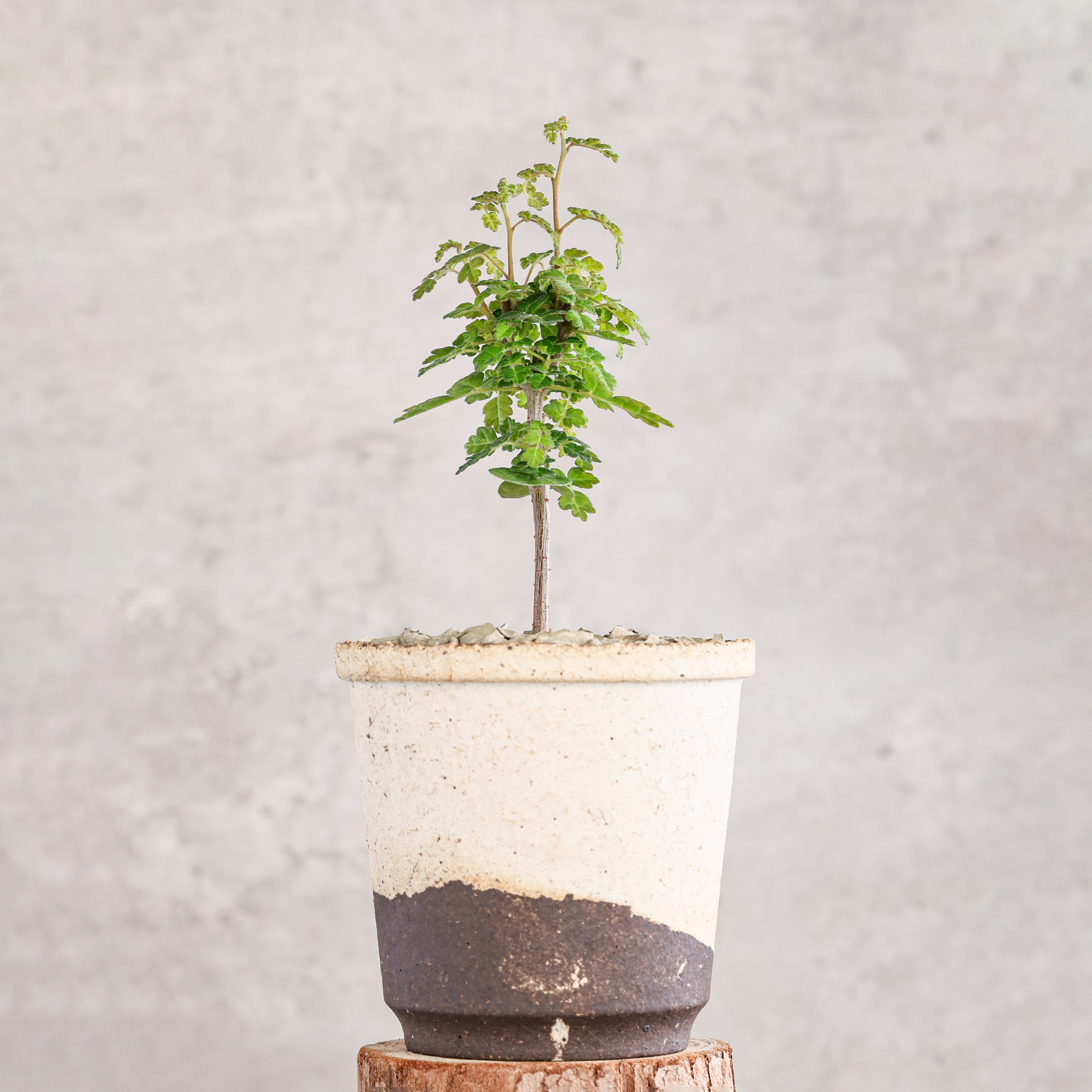 【朴原】泡泡叶橄榄 Commiphora planifrons 珍奇块根盆景绿植