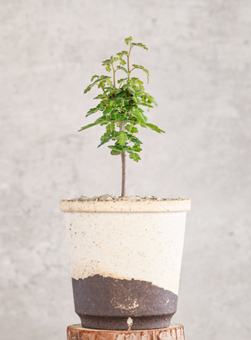 【朴原】泡泡叶橄榄 Commiphora planifrons 珍奇块根盆景绿植