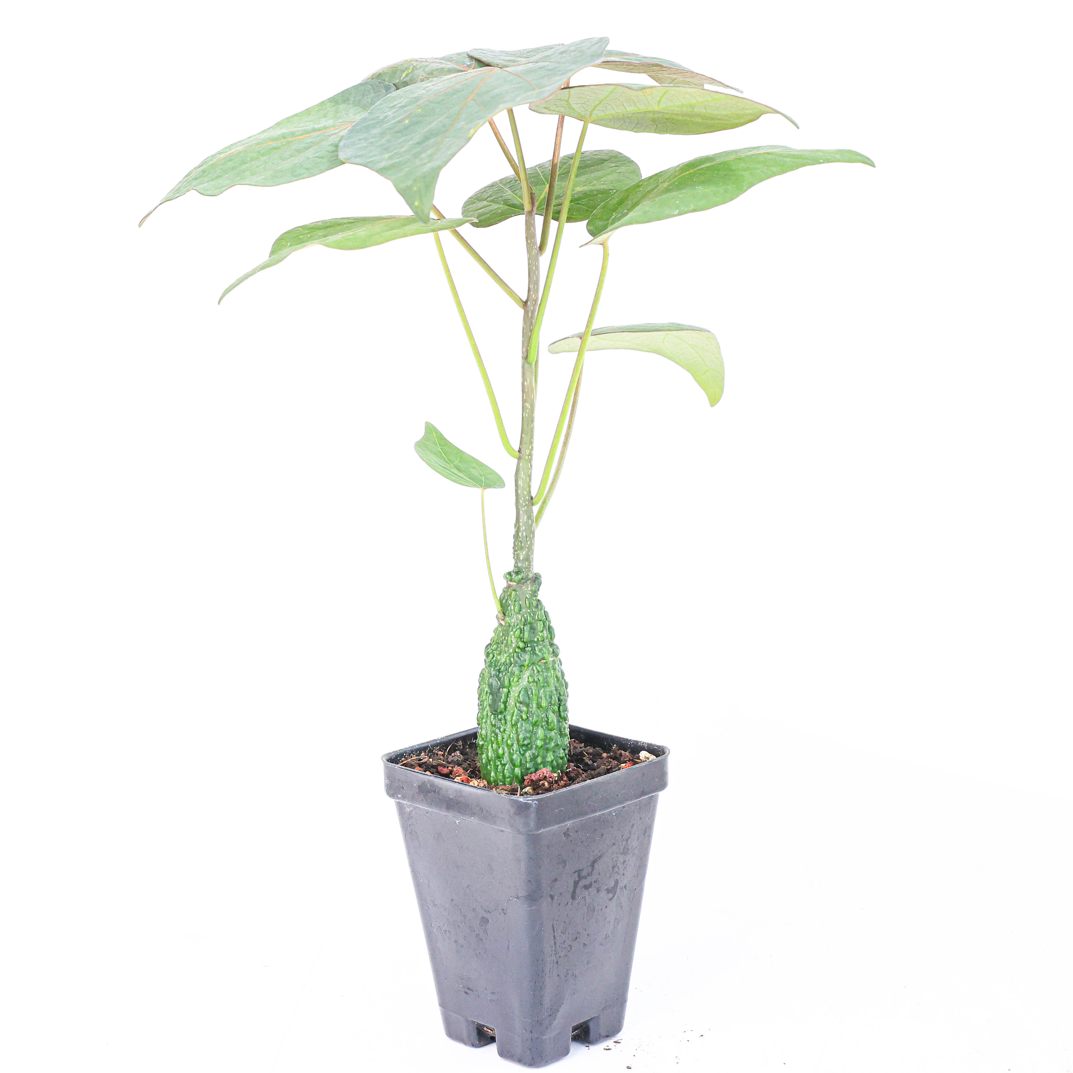 【朴原】红叶西番莲 Adenia stylosa 绿植盆栽阳台潮流块根
