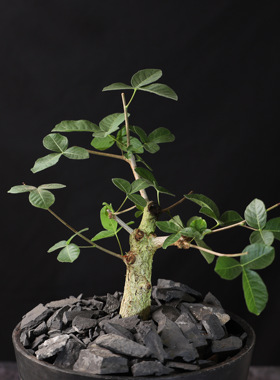 【朴原】索马里圆叶橄榄Commiphora guidotti珍奇块根观赏盆景