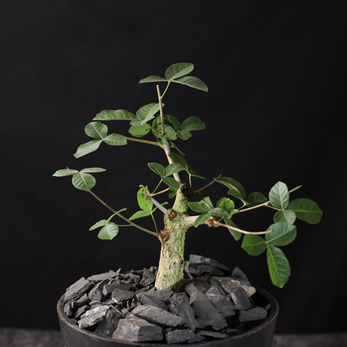 索马里圆叶橄榄珍奇块根盆景植物