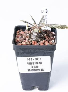 【朴原】银脉琉桑 Dorstenia crispa 园艺绿植盆栽多肉阳台