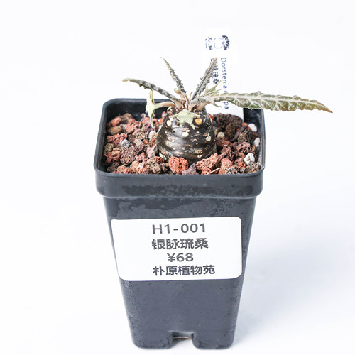 【朴原】银脉琉桑 Dorstenia crispa 园艺绿植盆栽多肉阳台