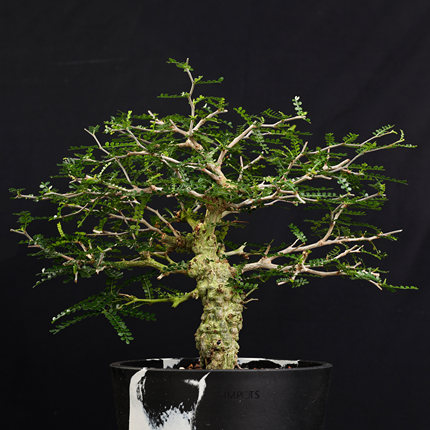 【朴原】象足漆树 Operculicarya pachypus 块根潮流植物盆栽实生