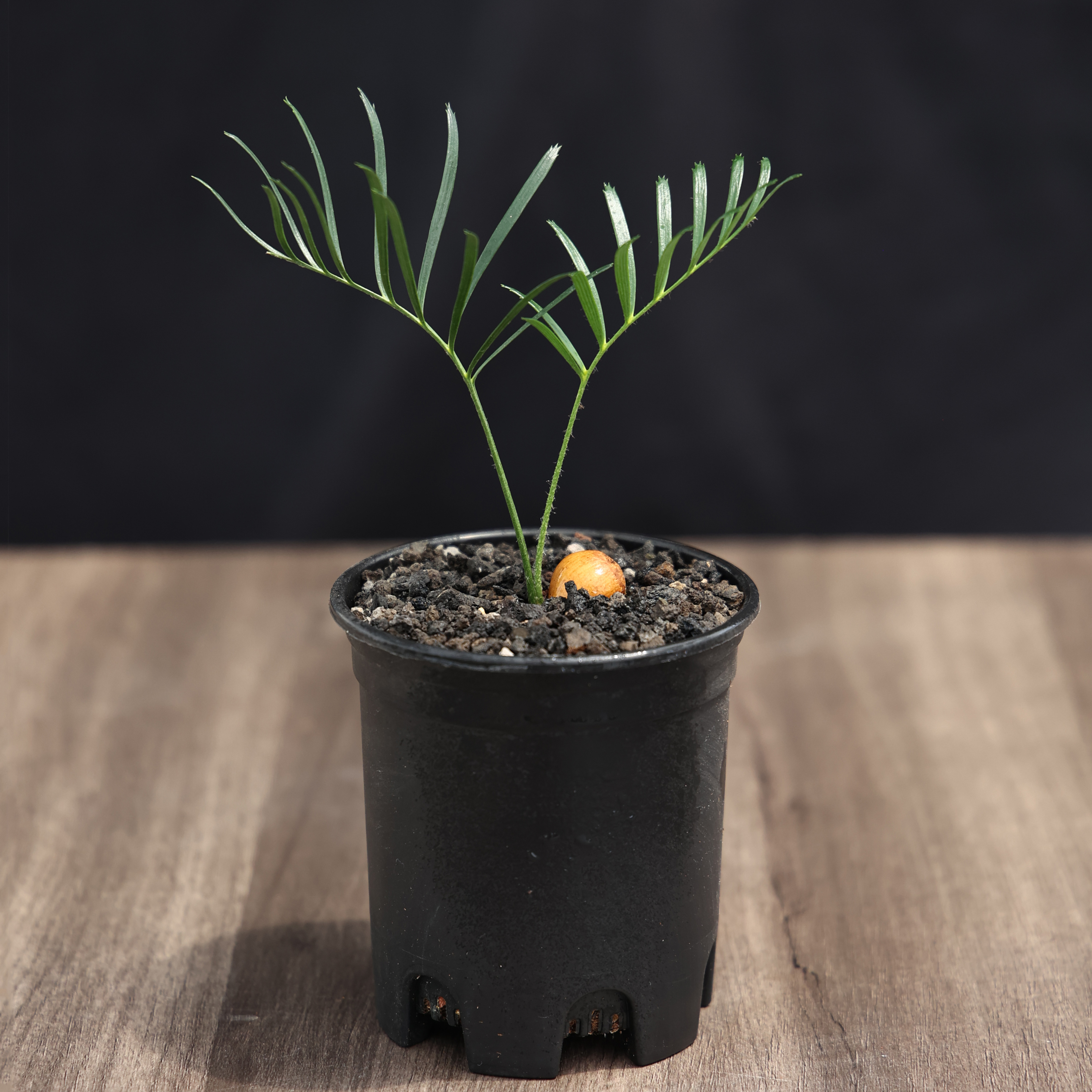 【朴原】绿叶大泽米 Macrozamia viridis 园艺苏铁大泽米属绿植