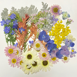 干花标本材料儿童手工diy彩妆压花拍照摄影高级材料押花大包便宜