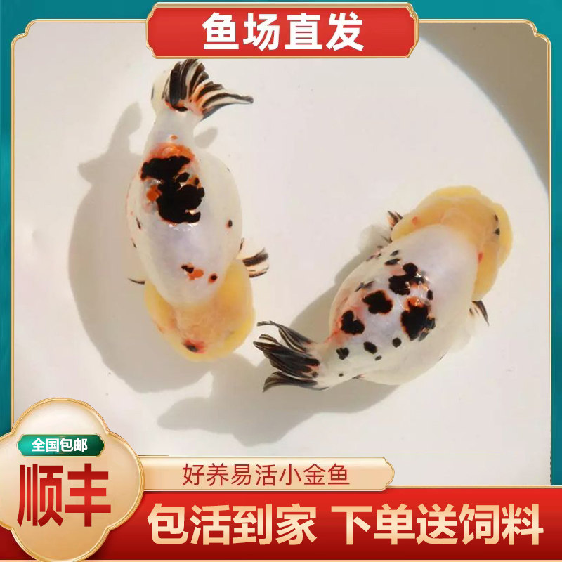 精品黑寿兰寿金鱼活体观赏鱼饲料鱼苗冷水淡水好养鱼重墨水墨奶牛
