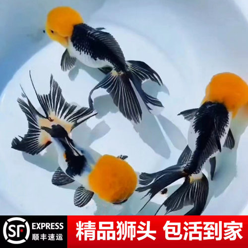 鹤顶红金鱼鸿运当头狮头国狮活鱼红狮头狮子头红国狮冷水好养耐活