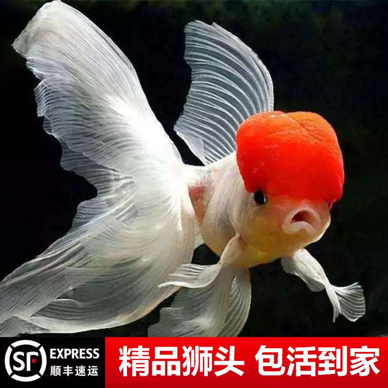 鹤顶红金鱼鸿运当头狮头国狮活鱼红狮头狮子头红国狮小金鱼苗风水