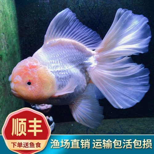 泰狮金鱼百褶精品活鱼