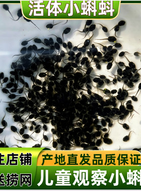 小蝌蚪活体青蛙牛蛙活苗大蝌蚪儿童观察套餐活体送饲料包活宠物