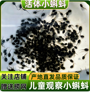 小蝌蚪活体青蛙牛蛙活苗大蝌蚪儿童观察套餐活体送饲料包活宠物