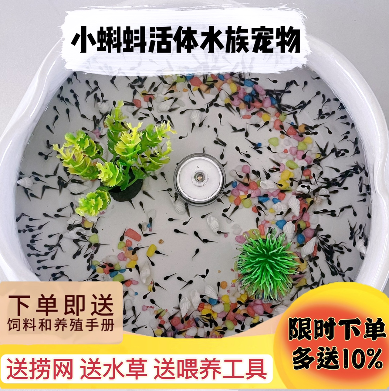 小蝌蚪活体青蛙蝌蚪苗牛蛙苗包活送饲料幼儿园儿童水族观赏宠物