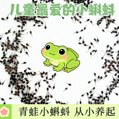 儿童观赏青蛙苗牛蛙蝌蚪苗活体水产养殖幼苗蝌蚪送饲料包活到家