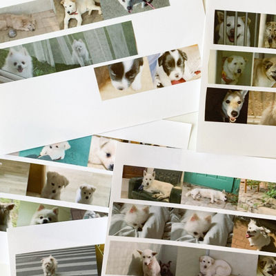 韩国正品popo factory 狗狗美纹花纹手帐贴纸质胶带 Puppy Diary