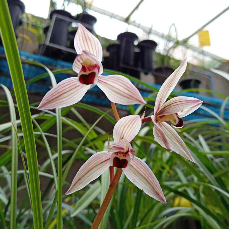 心心相印连瓣兰原种云南兰花苗春兰浓香植物盆栽名贵高档好养红素