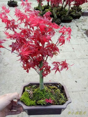 日本红枫美国树苗盆景盆栽花卉