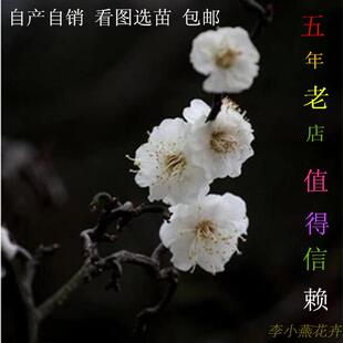 梅花龙游梅游龙梅枝如游龙造型奇特梅花腊红梅花乌梅李小燕花卉