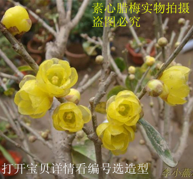 嫁接素心腊梅花好成活促销盆景