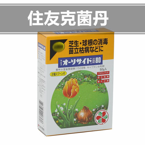 叶铁线莲价格 叶铁线莲图片 星期三