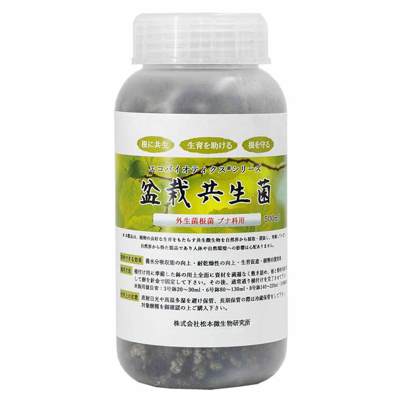 毛榉树盆栽盆景外生菌根菌