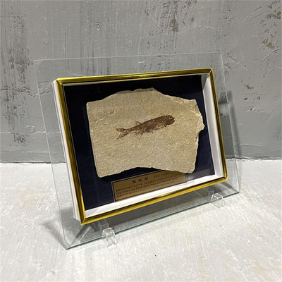 古生物异形不规则带底座小摆件