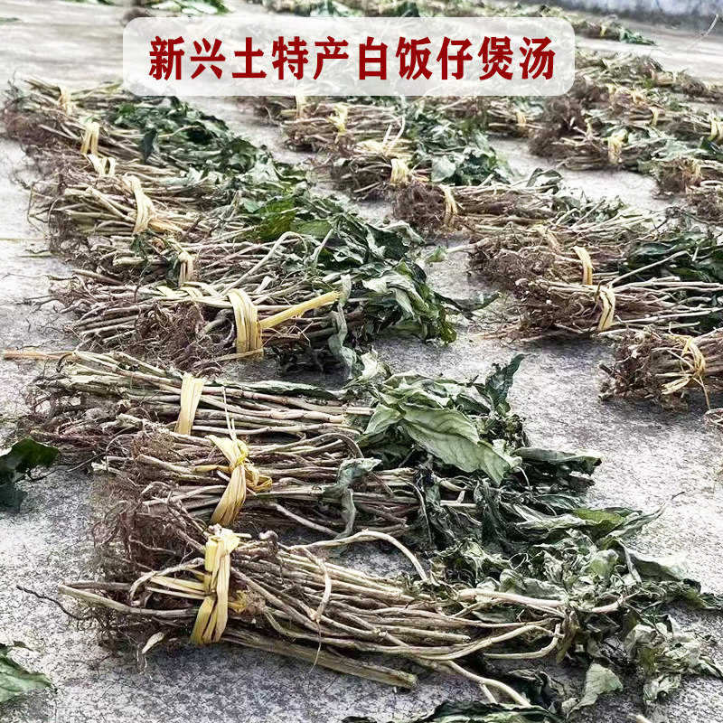 新兴白饭仔煲汤甘甜可口饭店特色白饭仔煲山坑螺汤清凉野生土特产
