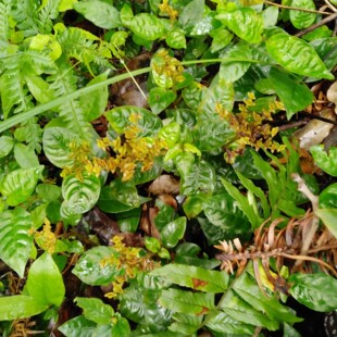 山野新鲜蛇根草全草 散血草雪里梅血经草蛇足草白丁香钻地风 包邮