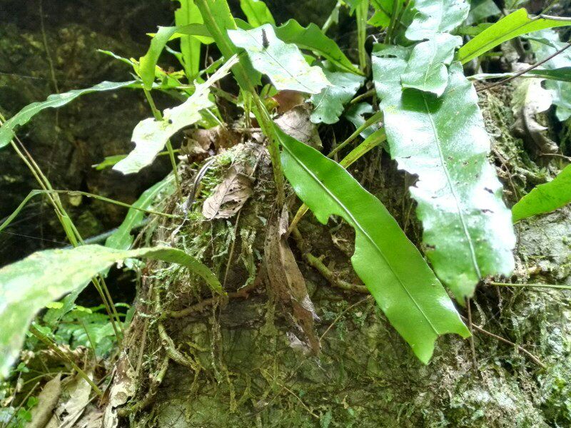 新鲜青草药山间江南星蕨七星剑旋鸡尾大叶骨牌草中药材500g包邮