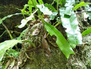 新鲜青草药山间江南星蕨七星剑旋鸡尾大叶骨牌草中药材500g包邮
