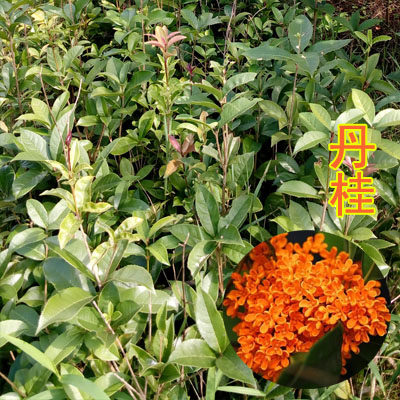 5棵起拍 原生红桂花树苗 丹桂 盆栽花卉庭院绿植常绿灌木观赏植物