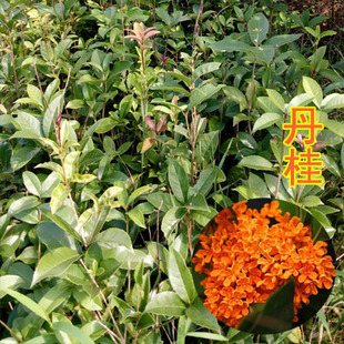 5棵起拍 原生红桂花树苗 丹桂 盆栽花卉庭院绿植常绿灌木观赏植物