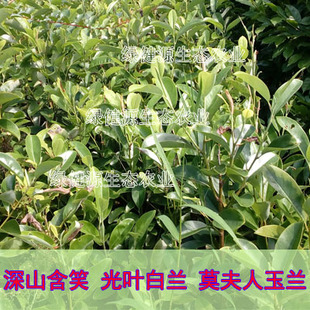 3棵起拍 原生深山含笑光叶白兰莫夫人玉兰常绿乔木芳香树种绿化苗