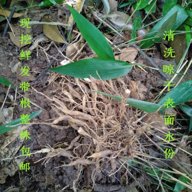 新鲜山间淡竹叶山鸡米迷身草碎骨子凉茶带根整棵现挖鲜发500g包邮