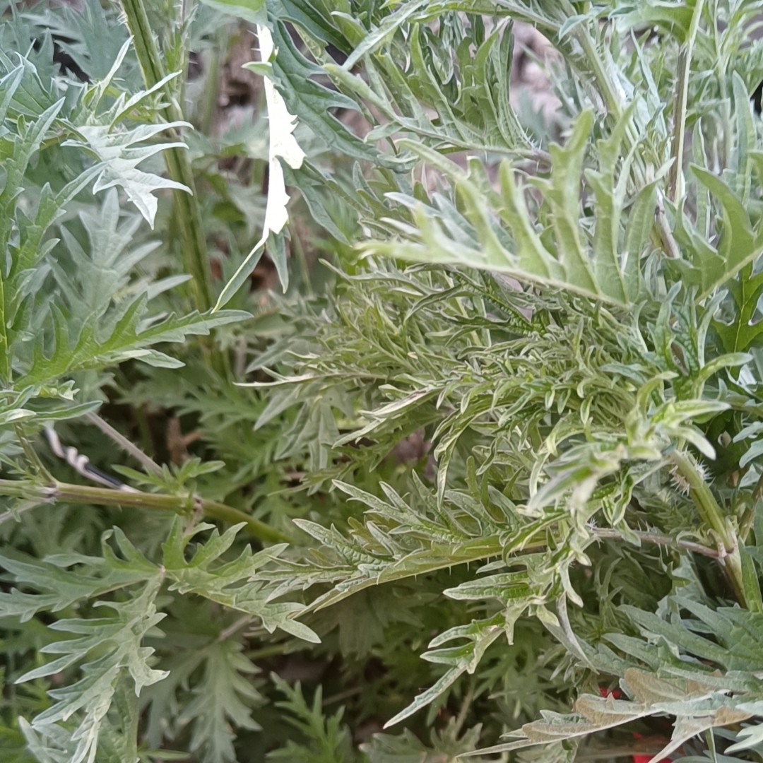 田间野菜哈拉海新鲜采摘 荨麻蛰麻子 木兰围场山野菜哈拉海 1斤装