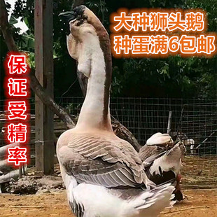 新鲜原种灰狮头鹅种蛋受精蛋品种灰鹅拍满6枚包邮